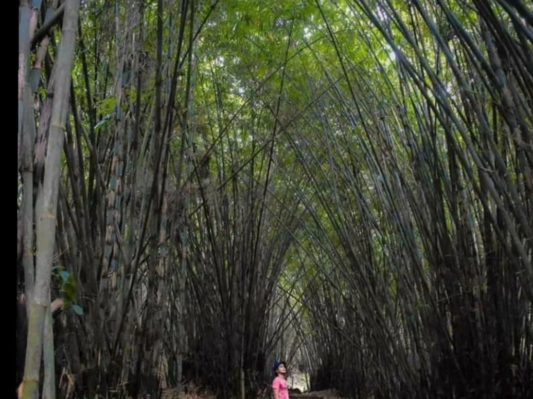 Hutan Bambu 2